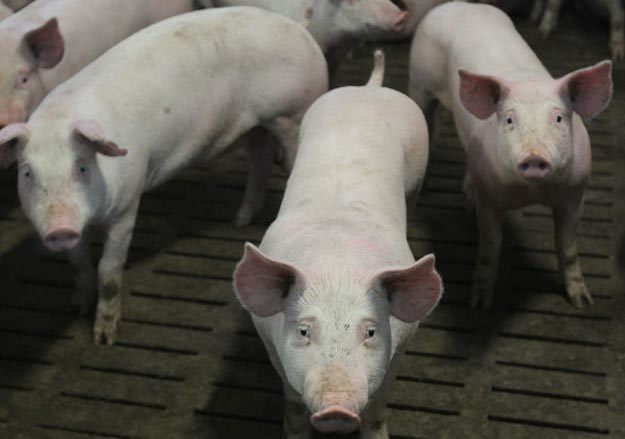 «Черкизово» пустило свиней под нож
