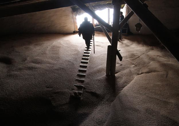 Крестьяне не торопятся продавать зерно в интервенционный фонд