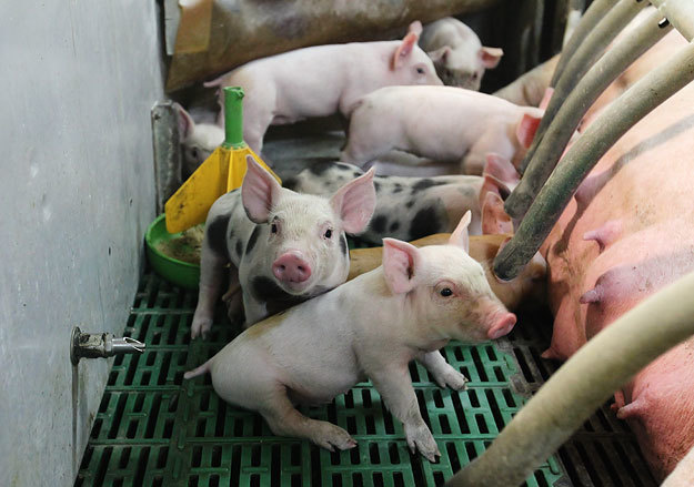 Минсельхоз хочет пересмотреть правила поддержки сельхозпроизводителей