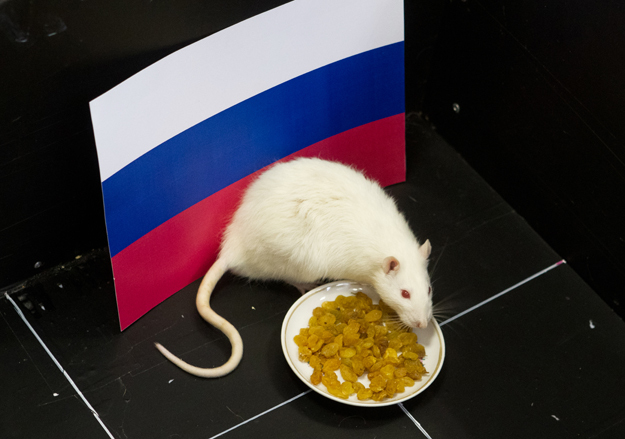 крыса Шурик