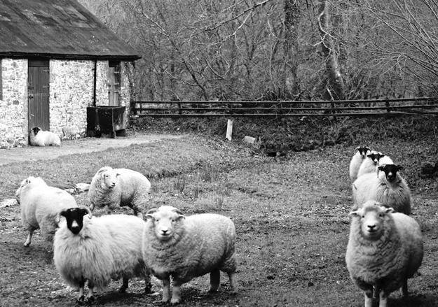 Силовики не в состоянии разжать челюсти и отпустить уже почти зажеванное. Что же это, все овечки разбредутся по домам, а волки останутся без кормовой базы?