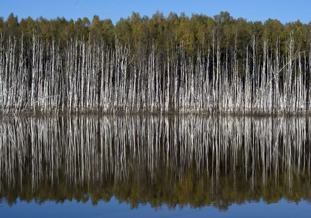 Более 20 000 новых деревьев за полгода работы сервиса высадили на деньги клиентов «Маракуйи»