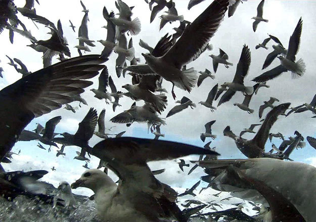 «Левиафан» снят с точки зрения рыб, представьте их ужас в этот момент.