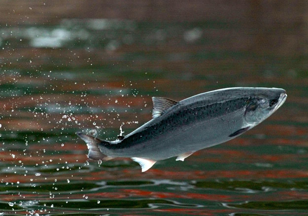 Выручка «Русского моря» подскочила на 20,6% вслед за ценами на рыбу
