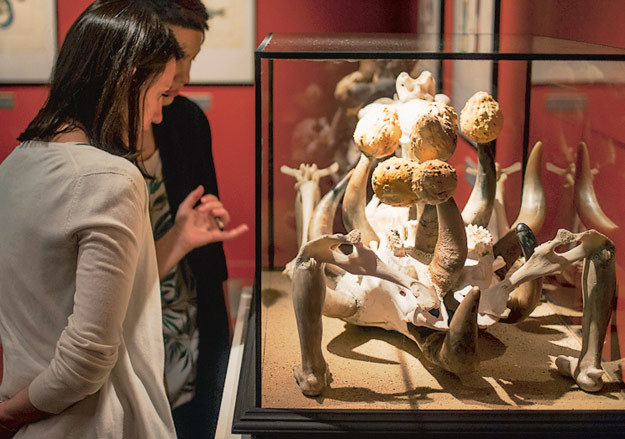 В «Кунсткамере» есть чему подивиться