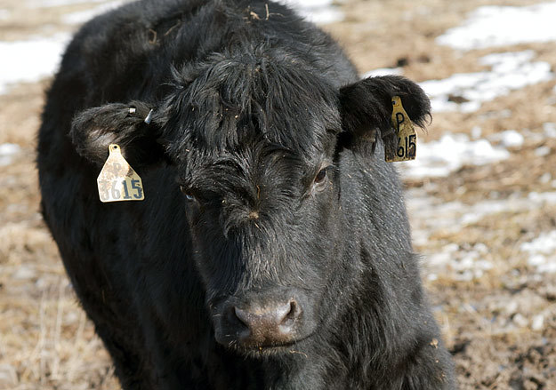 У братьев Линников будет крупнейшее в России стадо мясных коров