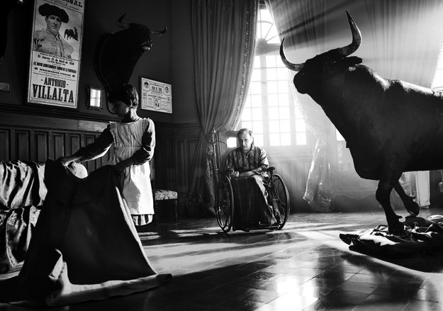 Быки детям не игрушка