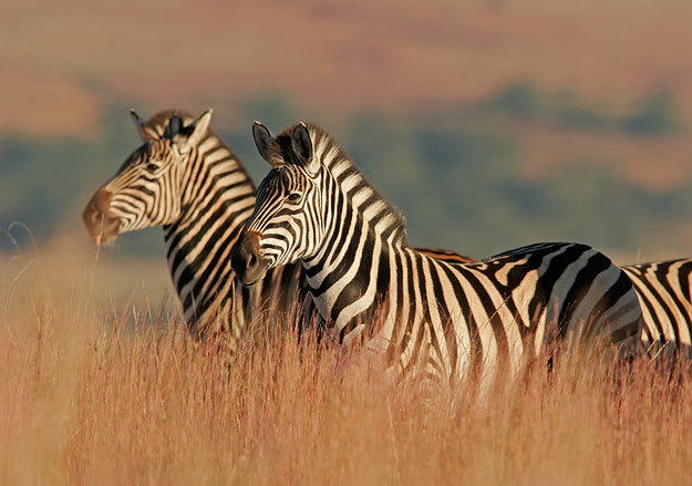 Россиян заманивают в Африку высокой зарплатой и экзотическими видами из окна