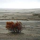 «Куршская коса» в Калининградской области