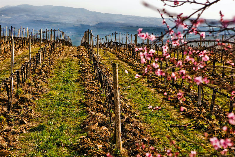 C 2010 г. тосканская винодельня Сol d’Orcia, принадлежащая Франческо Чинзано, перешла на органическое виноделие