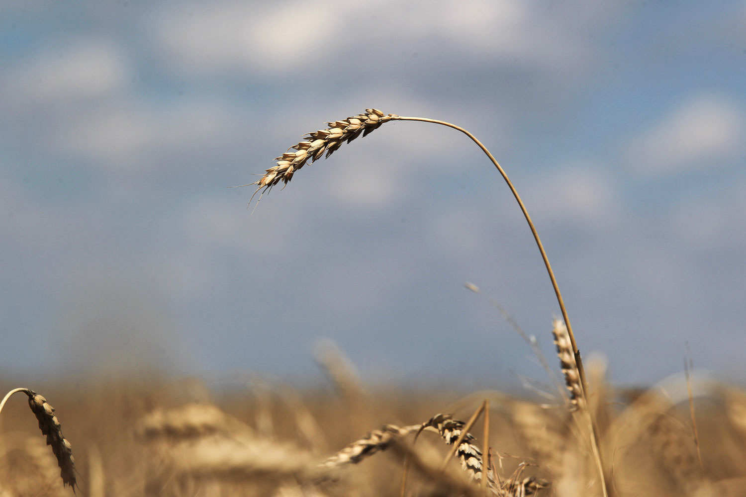 От засухи в основном пострадали Саратовская, Самарская и Оренбургская области, Татарстан и Башкирия