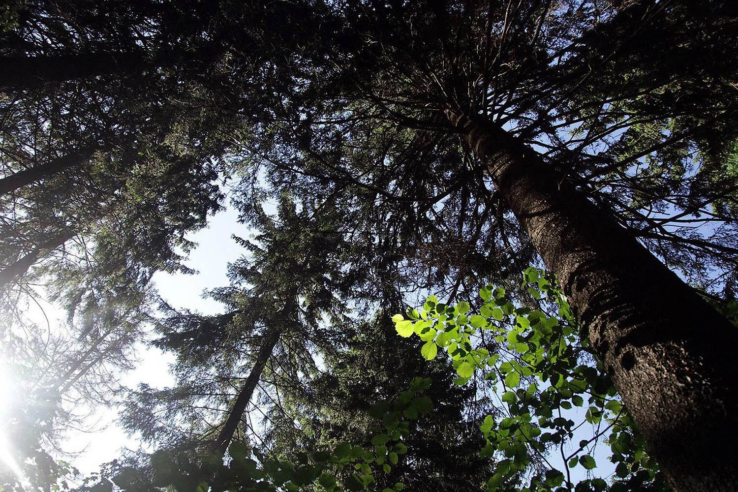 Единороссы взялись за лесников