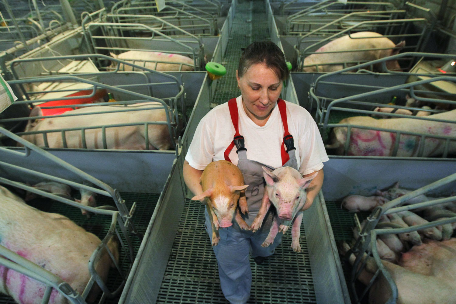 Российские аграрии уже вынашивают экспортные планы