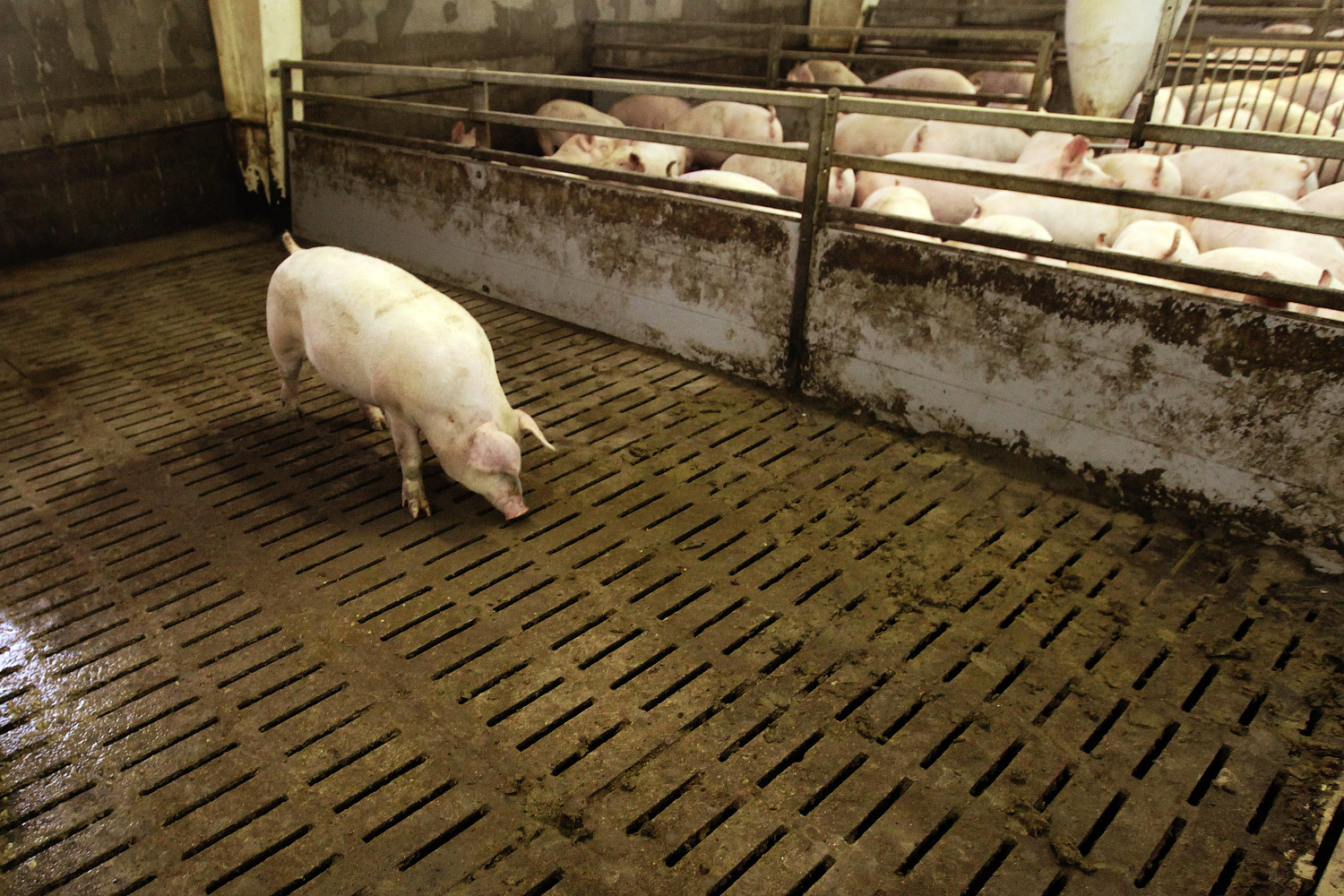 «Черкизово» впервые снизило продажи свинины из-за чумы свиней