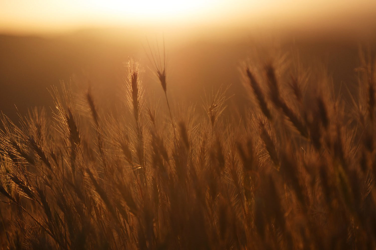 С начала текущего 2015/2016 зернового сезона (длится с июля по июнь) в России экспорт пшеницы облагается пошлиной