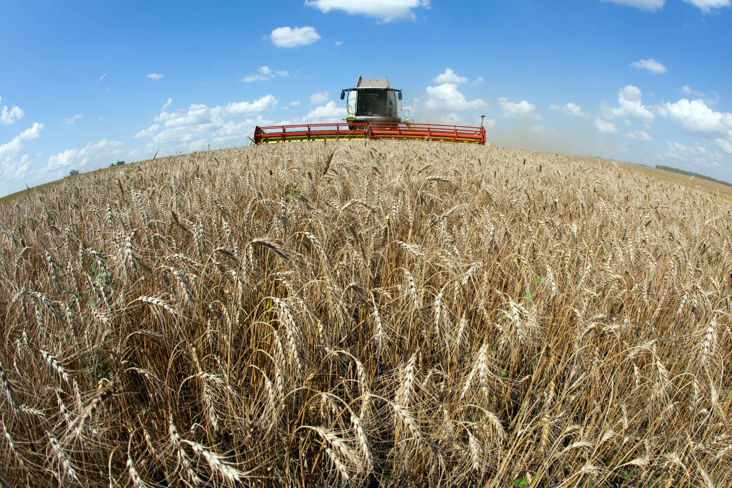 В прошлом году «Урожайное» преимущественно сдавало землю в аренду