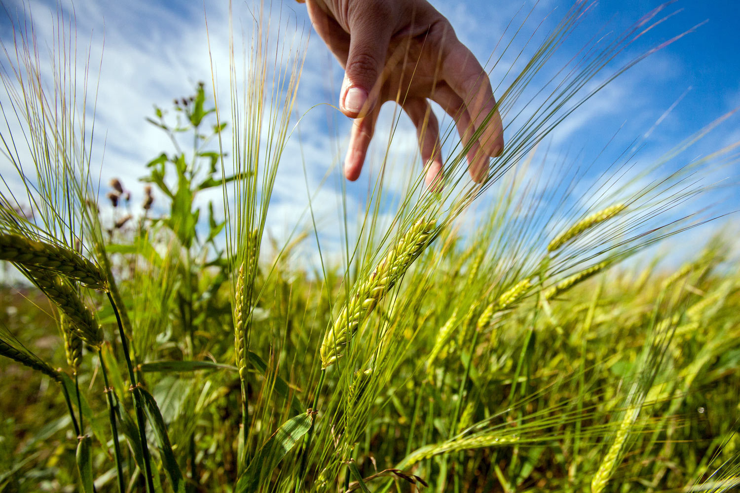 Крым – единственный регион, завершивший уборку зерна