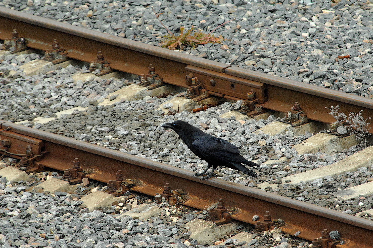 Антимонопольная служба не может определиться, как индексировать тарифы РЖД