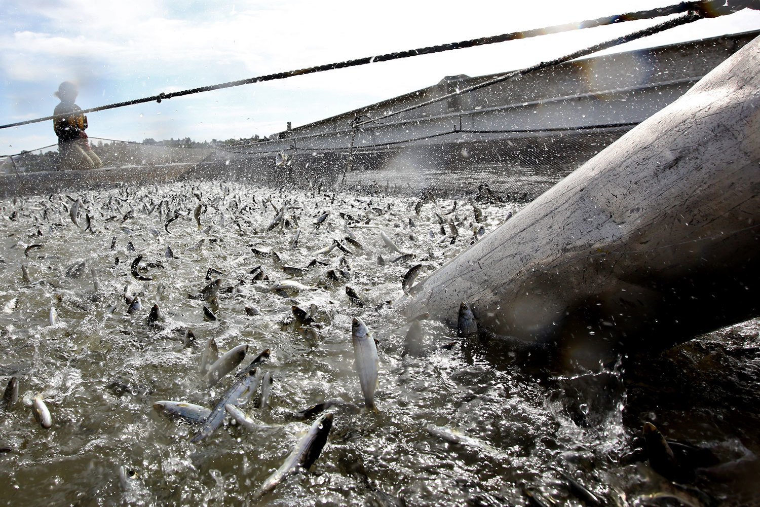 AquAdvantage — атлантический лосось с внедренными ДНК, влияющими на более быстрый рост по сравнению с обычным атлантическим лососем