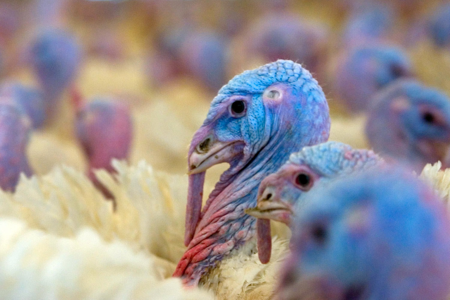 Выручка ООО «Евродон» в 2014 г. – 4,8 млрд руб.