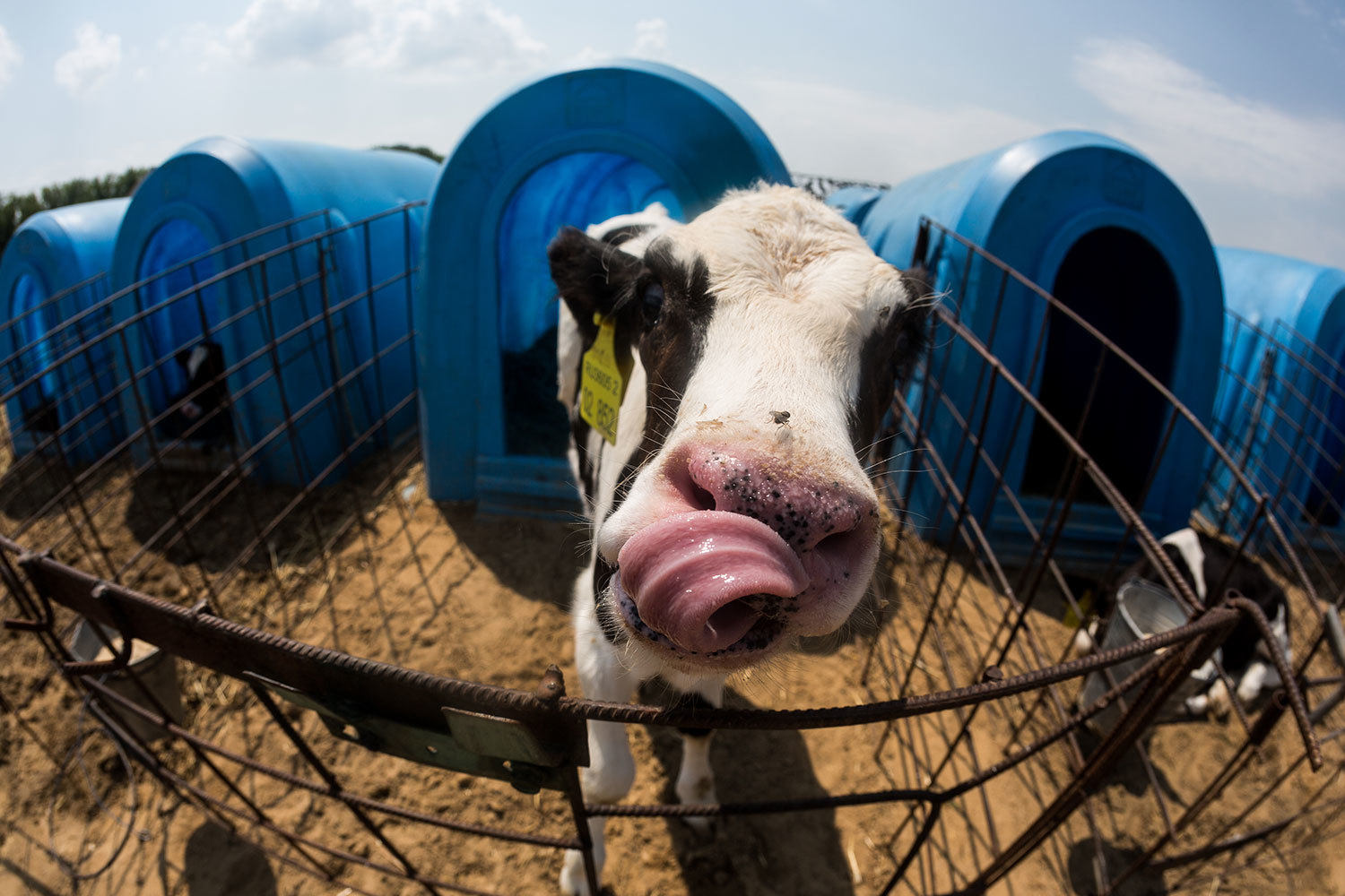 Агрохолдинг «Эконива» – один из крупнейших производителей молока в России