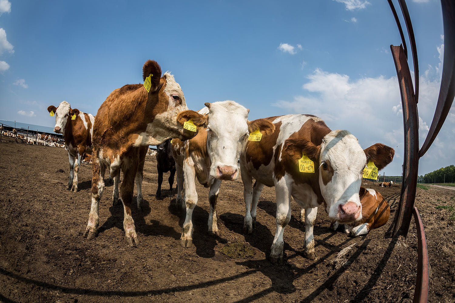 Крупные агрокомплексы производят обычно молоко только высшего сорта