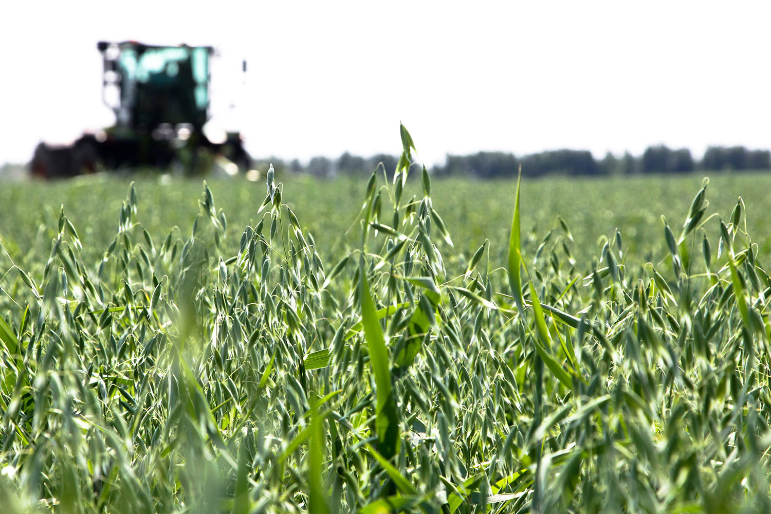 Soufflet посеет ячмень