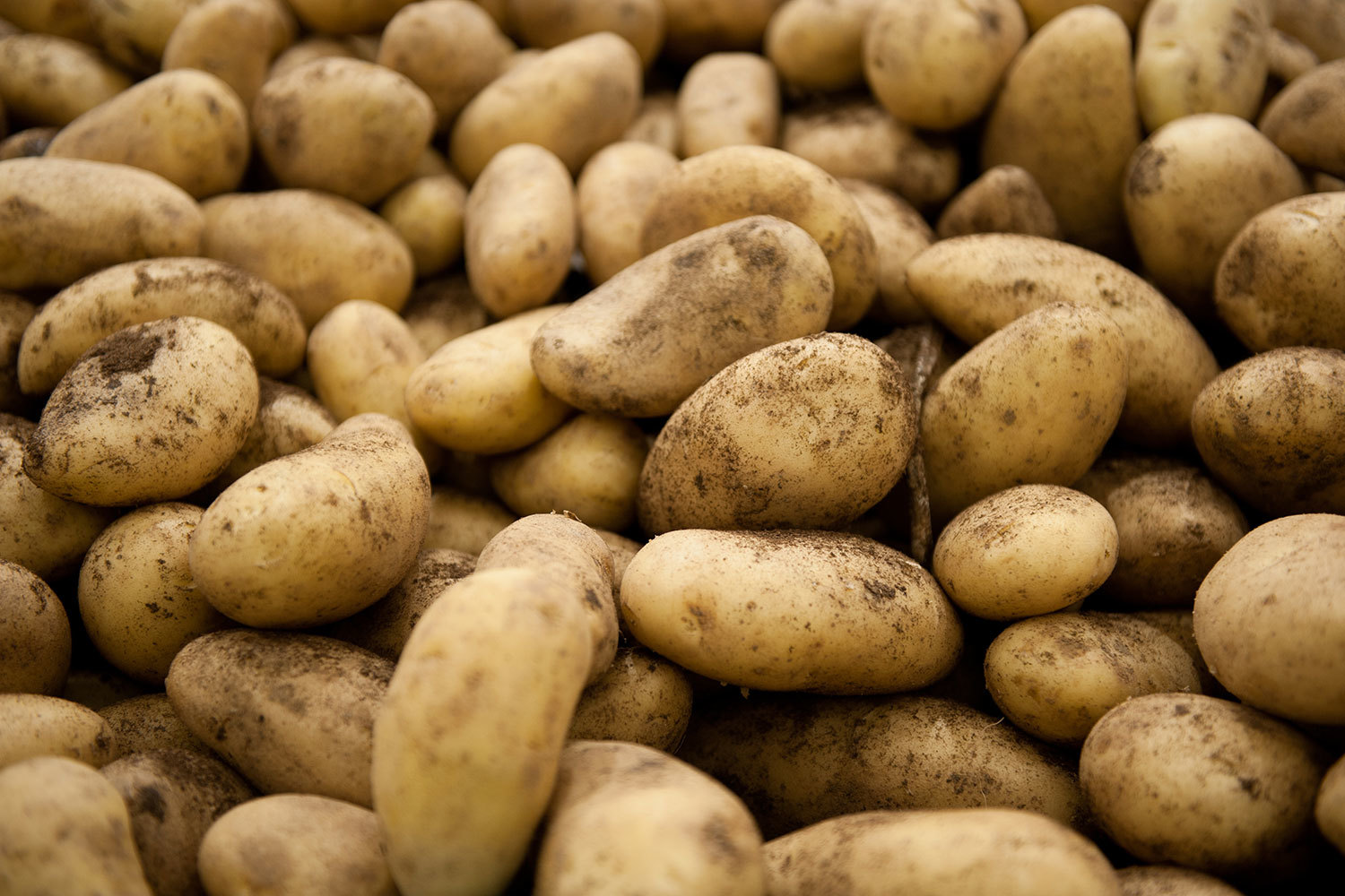 Полученные средства пойдут в том числе на увеличение производства риса, столового картофеля, овощей открытого грунта и яблок, сказано в сообщении