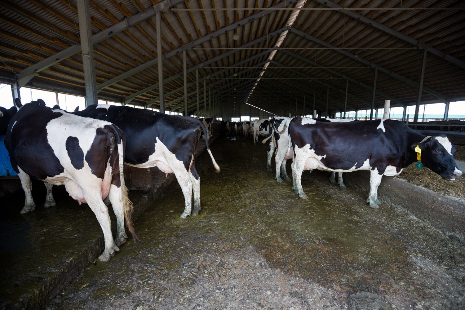 В конце 2015 г. АФК «Система» приобрела 85% производителя молока на Кубани