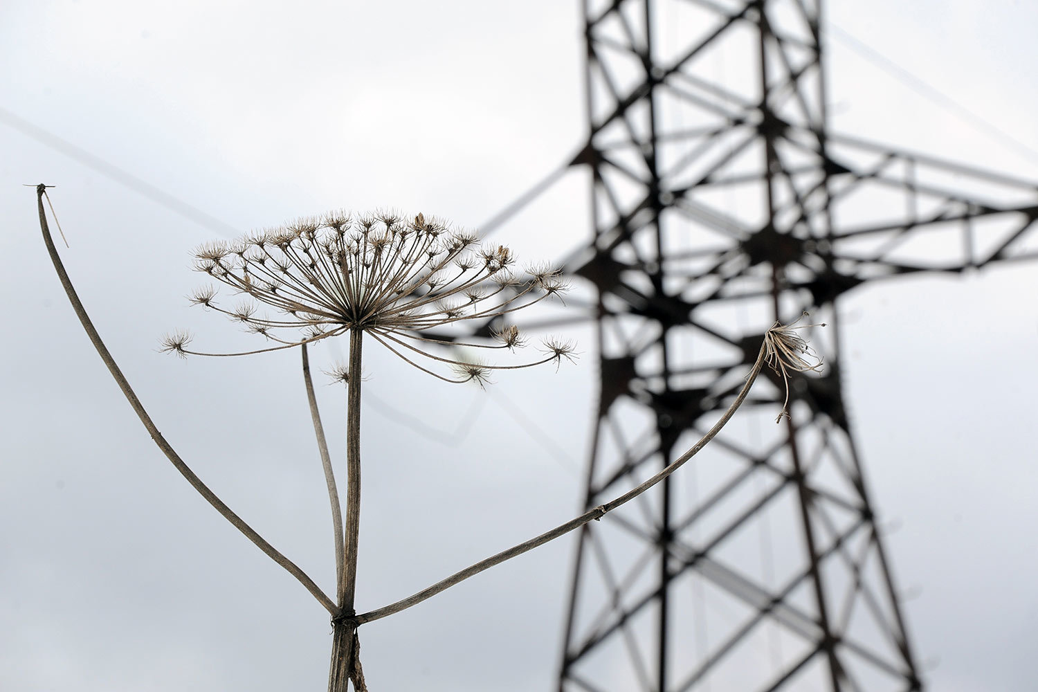 Перед инвесторами в акции сетевых компаний замаячили привлекательные дивиденды