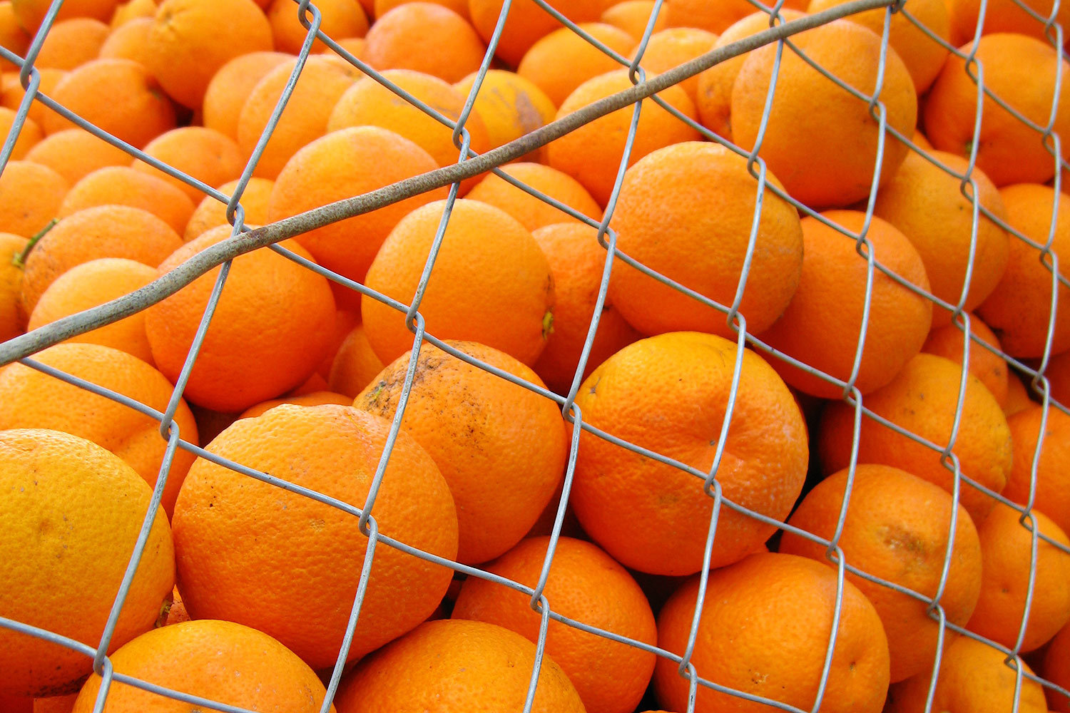 Россия может ввести временные ограничения на ввоз продукции высокого фитосанитарного риска из Египта