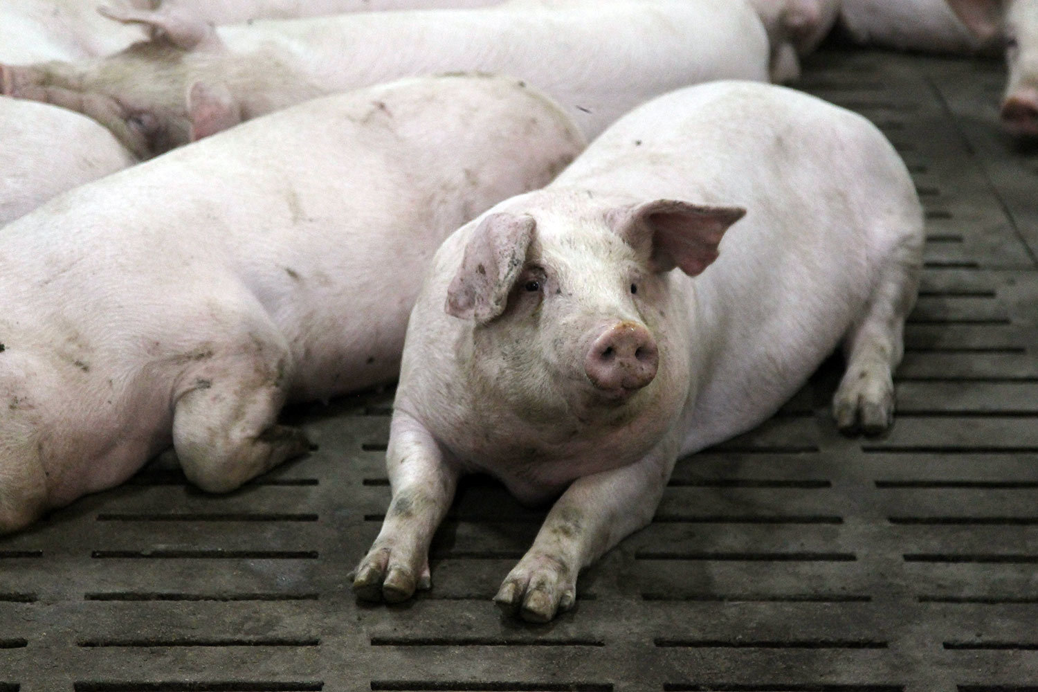 Потребление мяса в России начало восстанавливаться