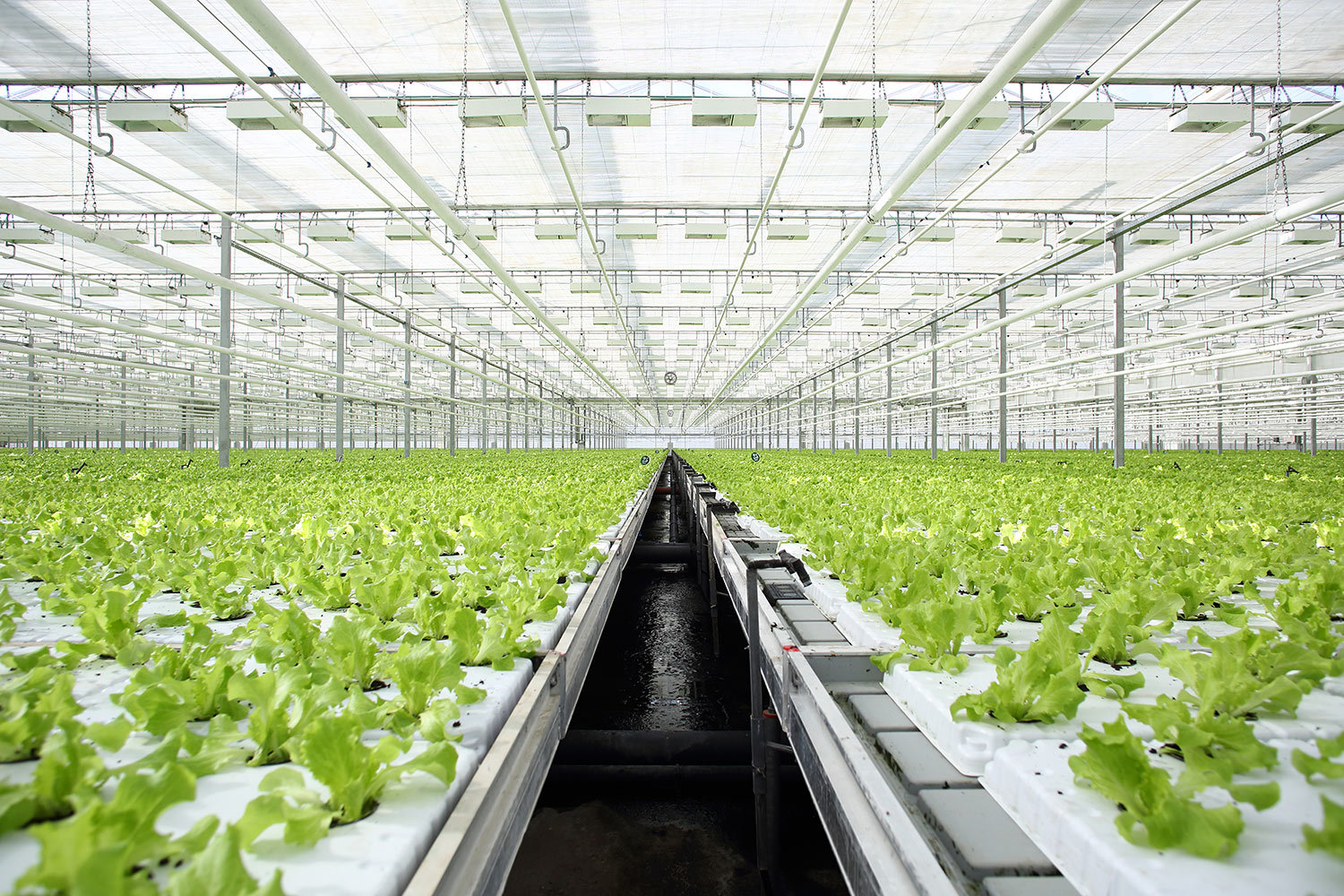 В проекте бюджета на 2017 г. на финансирование программы развития АПК заложено 204,5 млрд руб.