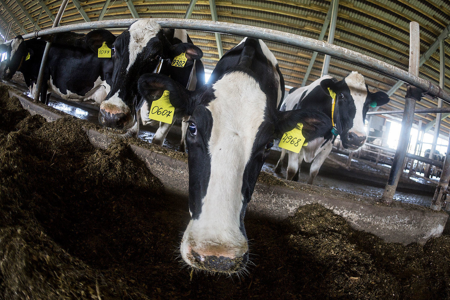 Молоко киснет без денег