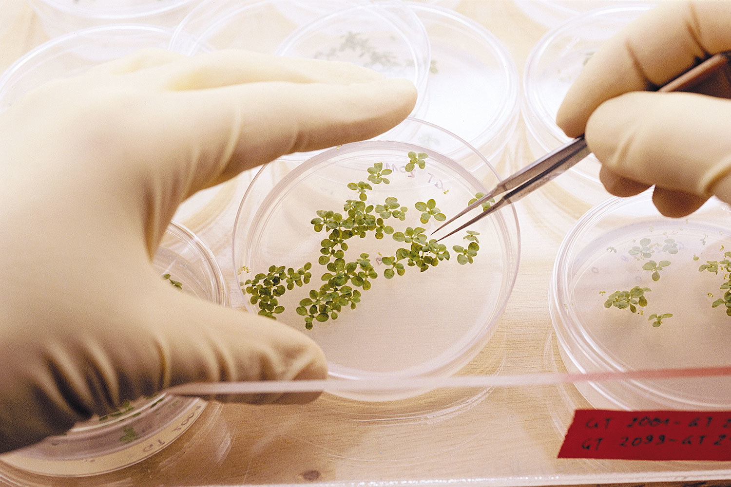 Syngenta - швейцарский производитель средств защиты растений и генетического материала