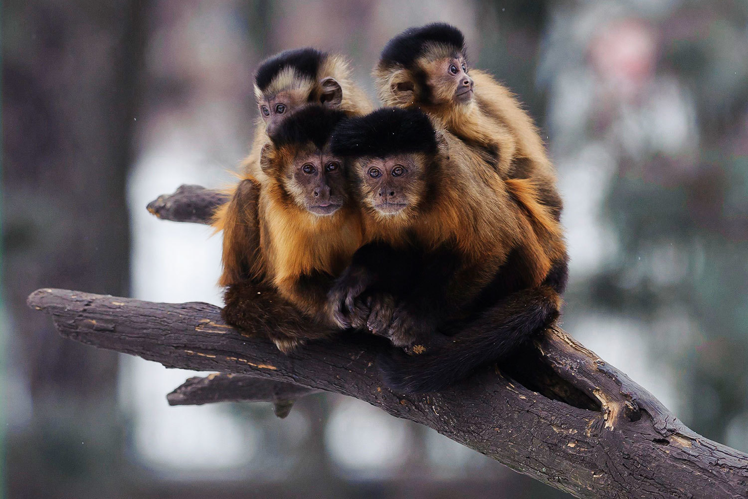 Между управляющими и мартышками есть разница, считает Баффетт: к мартышке не выстроится очередь за инвестиционными советами