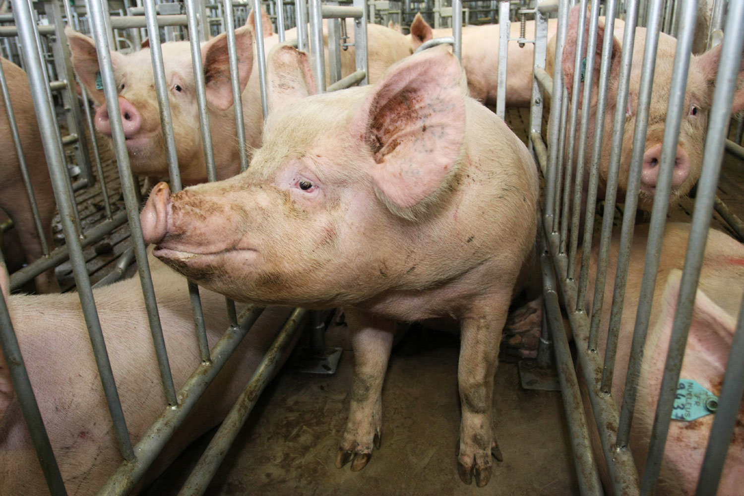 Свинокомплексы «Пулковского» были построены на деньги Сбербанка 
