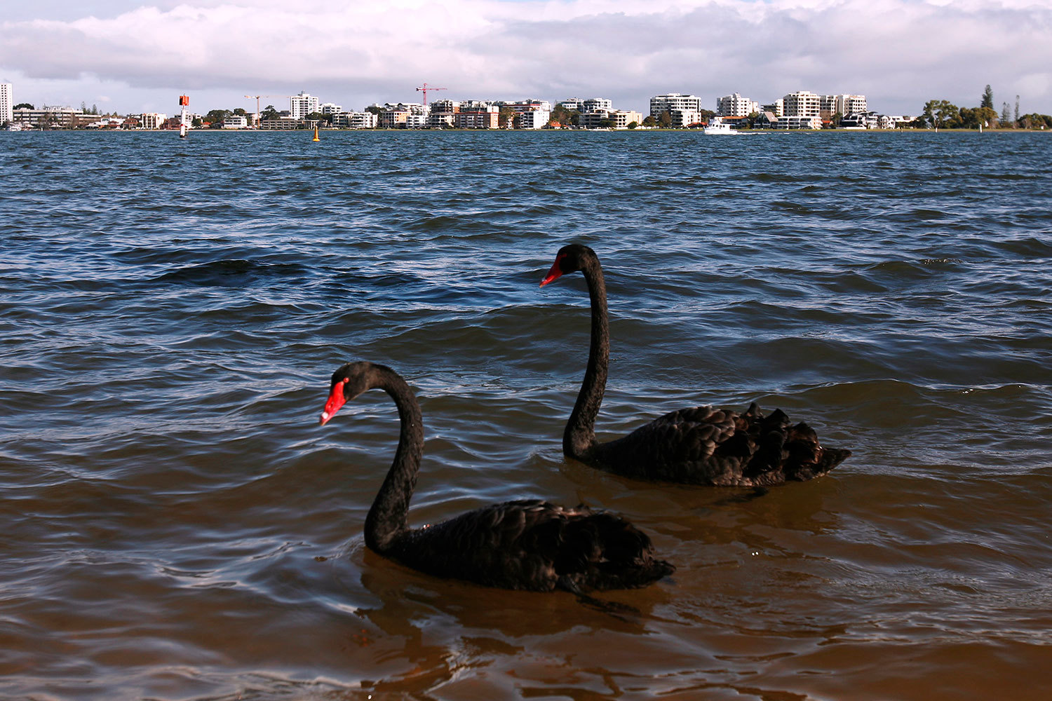 Всего Barclays выделил порядка десятка «черных лебедей»