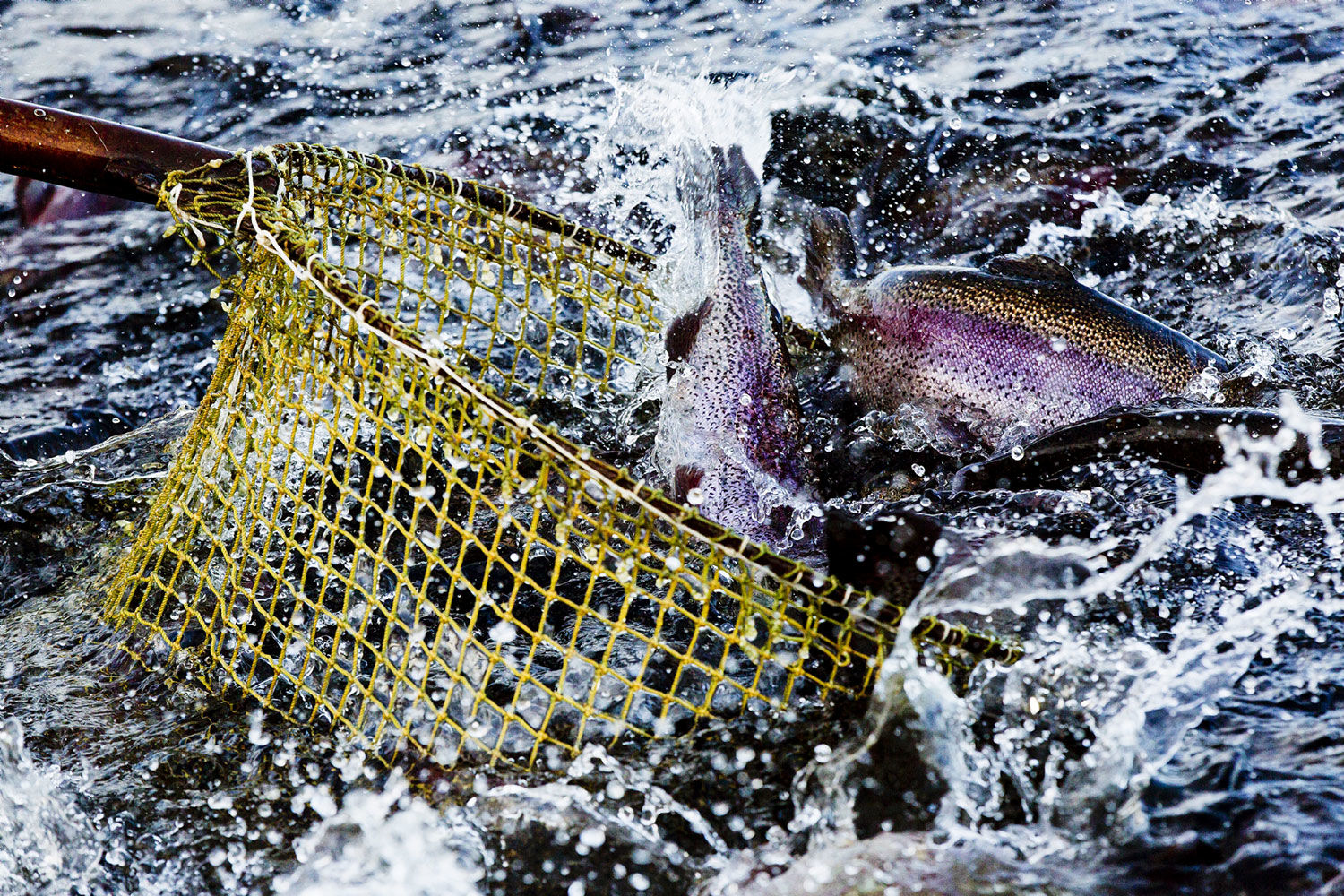 «Русская аквакультура» справилась с болезнями рыб и строит большие планы на будущее 