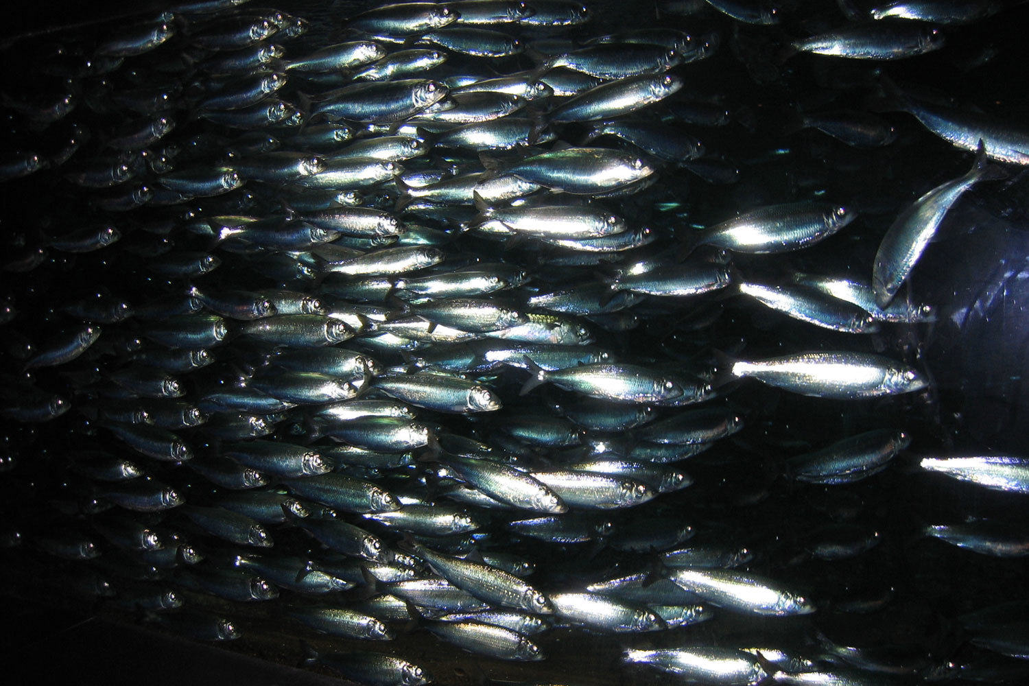 Запрет на ввоз в Россию импортной рыбы привел к взлету продаж вылавливаемых, в том числе и «Норебо», мойвы, скумбрии и сельди, отмечает агентство