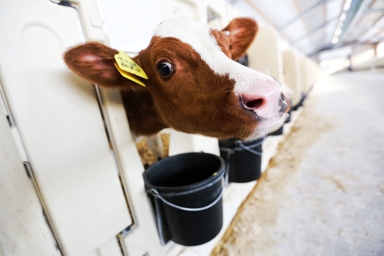 «Молком» входит в группу Наума Бабаева «Дамате»