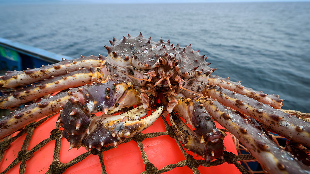 Понимая, что в очереди часть краба погибает, импортеры вынуждены снижать цены