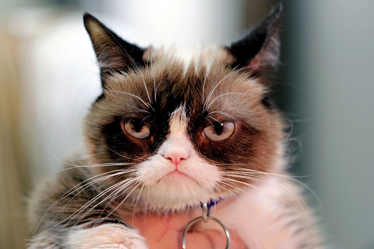 <strong>Сердитая кошка (Grumpy Cat ).</strong> Интернет-знаменитость, ставшая популярной в 2012 г. благодаря неправильному прикусу, делавшему ее морду «сердитой» (grumpy). Настоящая кличка – Соус Тардар. По словам хозяев, права на использование изображения хвостатой знаменитости в рекламе, товарах и даже видеоиграх принесли им не менее $1 млн.