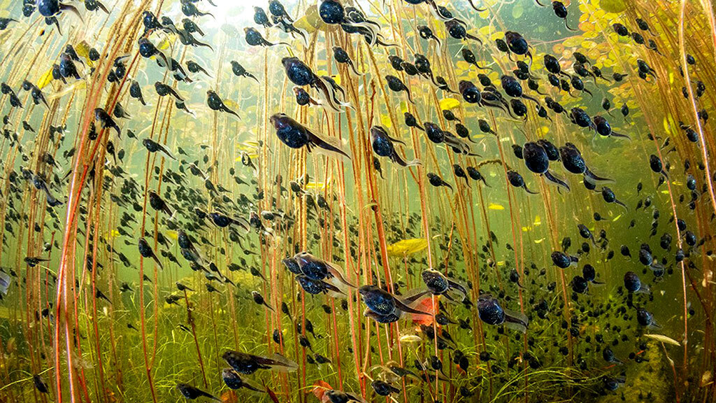 Терең жұлдыру GIF файлдары