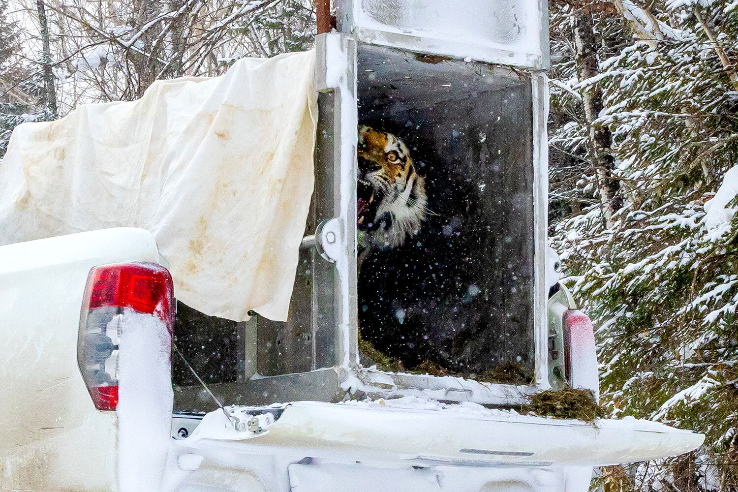 4 февраля 2025 г. Выпуск амурского тигра в дикую природу в Приморском крае. 
