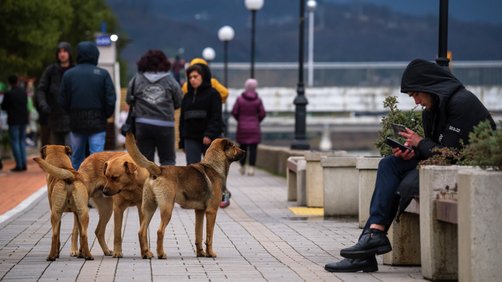 Сообщить об агрессии бездомных животных можно будет экстренным службам