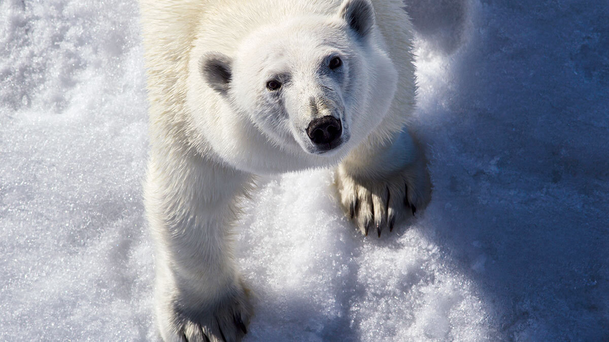 2026 год может стать Годом Арктики