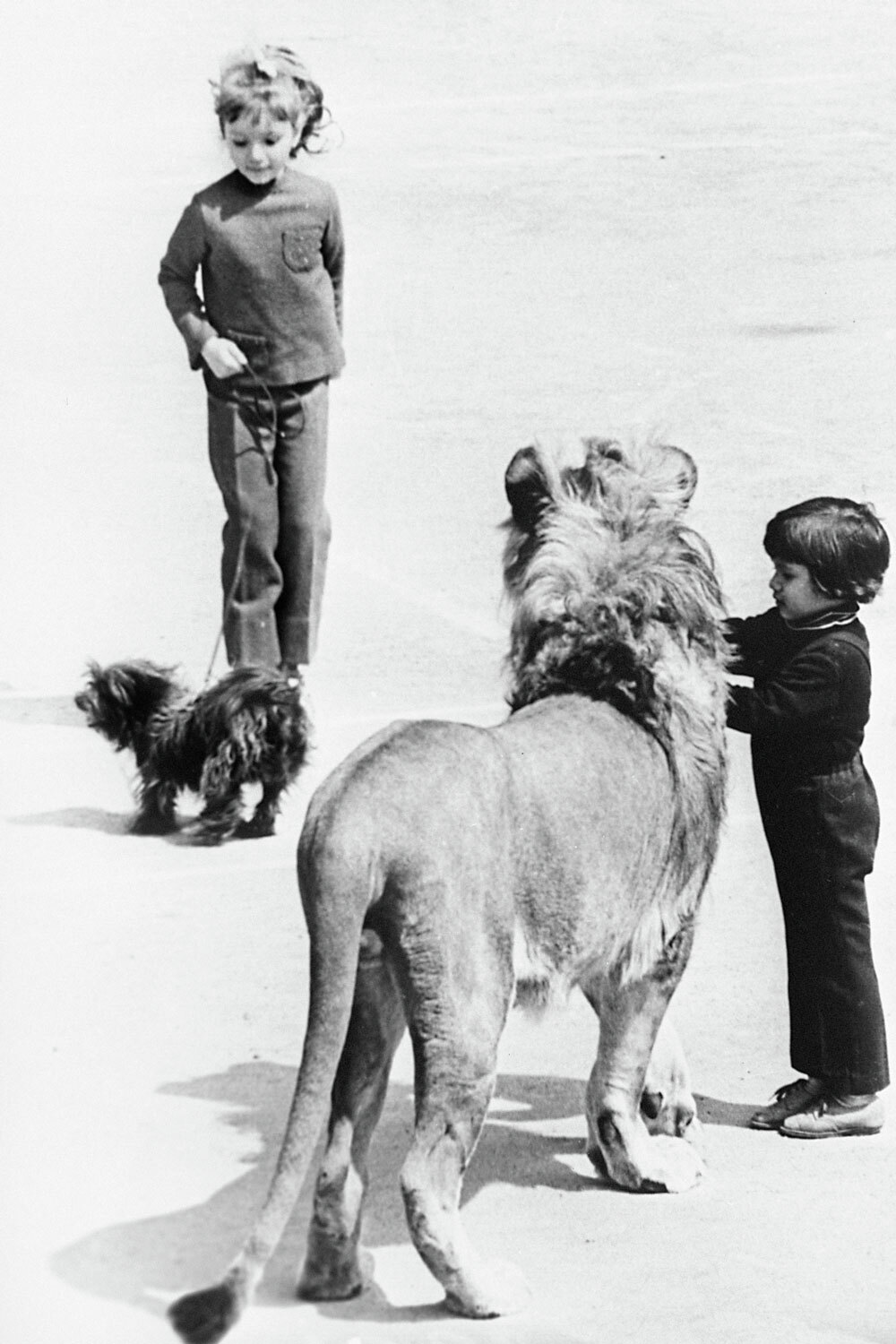 За обеденным столом у льва Кинга было собственное место.