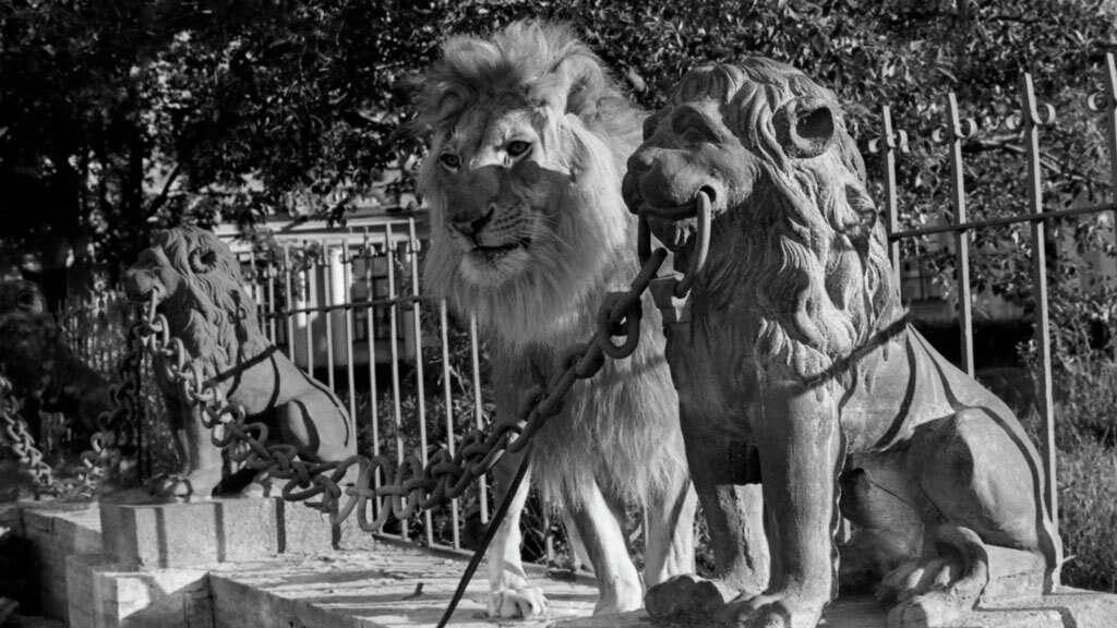 За обеденным столом у льва Кинга было собственное место.