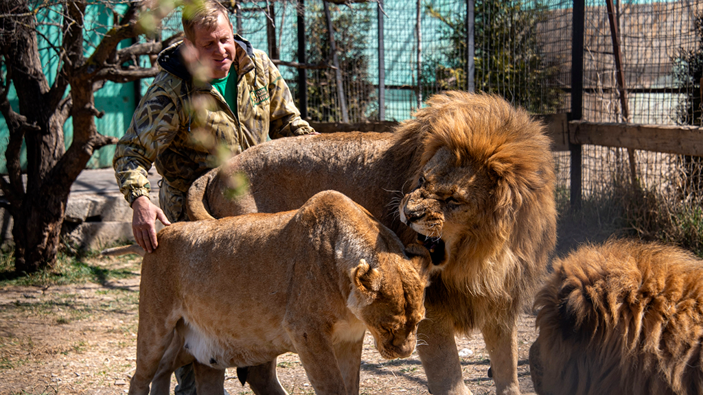 Директор крымского сафари-парка «Тайган» Олег Зубков со львами